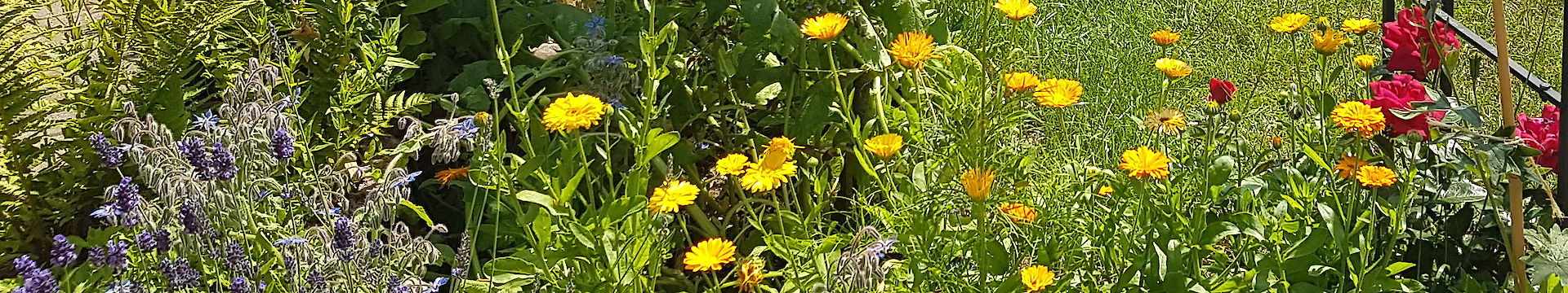 Wiese