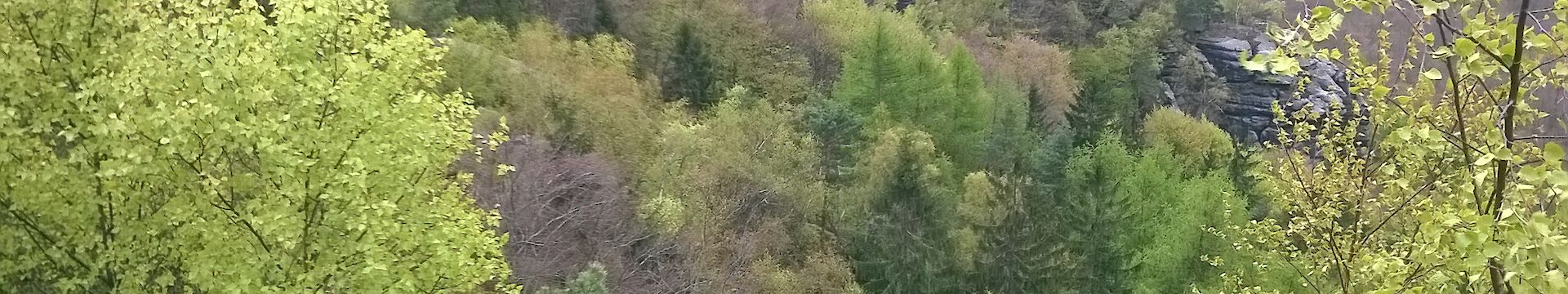Waldspaziergang