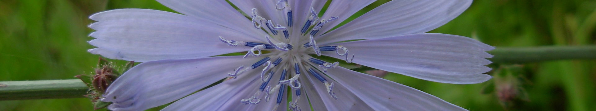 Blüte